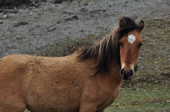 O cavalo não parece se importar com a altitude e a baixa temperatura na região dos Andes venezuelanos, perto de Mérida